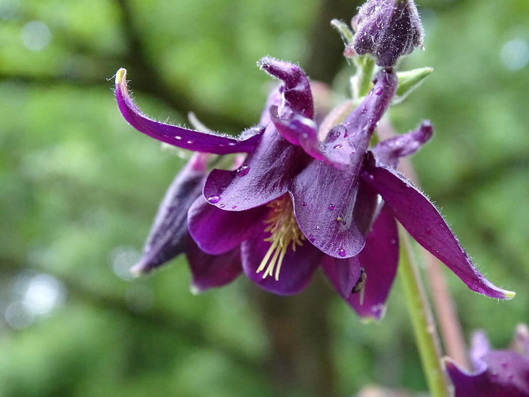 ruta-botAnica.jpg