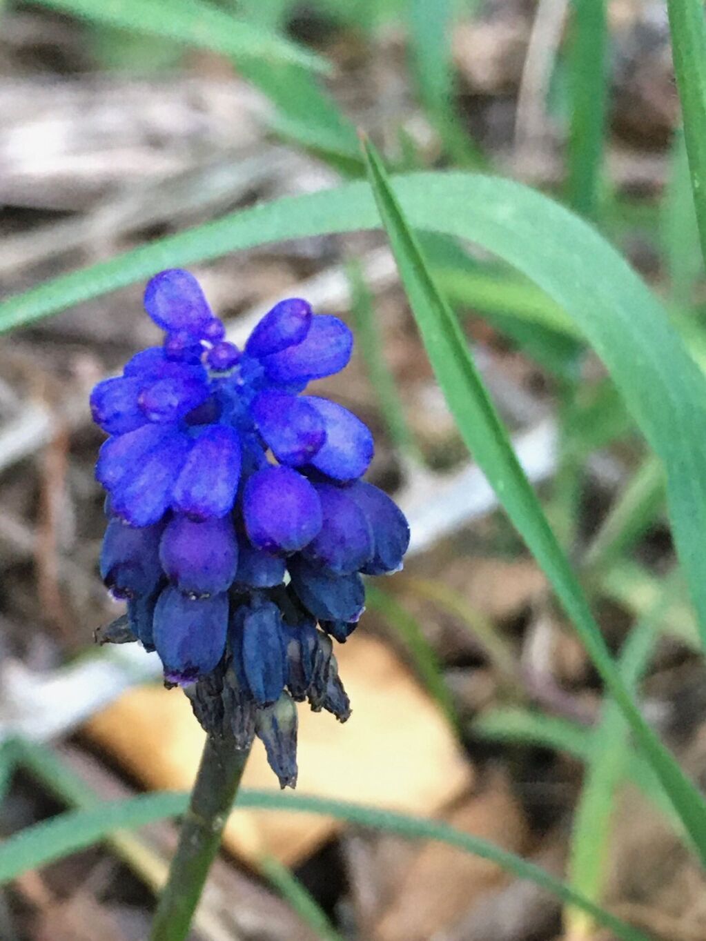 Ruta sensorial pel Pasteral - 2021-03-23_img_1265_muscari_neglectum.jpeg