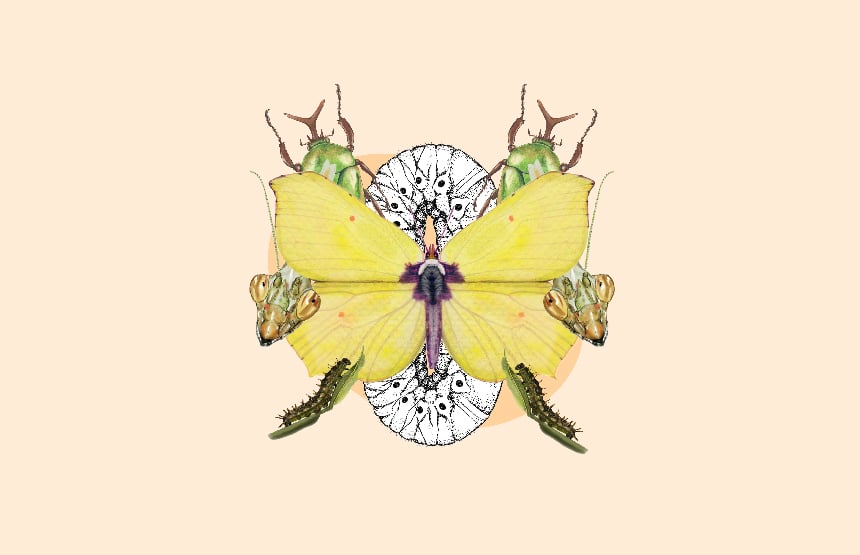 Taller d'il·lustració científica: Els insectes - a-cc-03519-0046-pf_2_cat2.jpg
