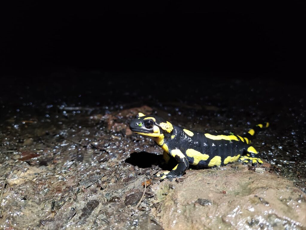 Bestioles de nit - bestiolesnit_salamandra.jpg