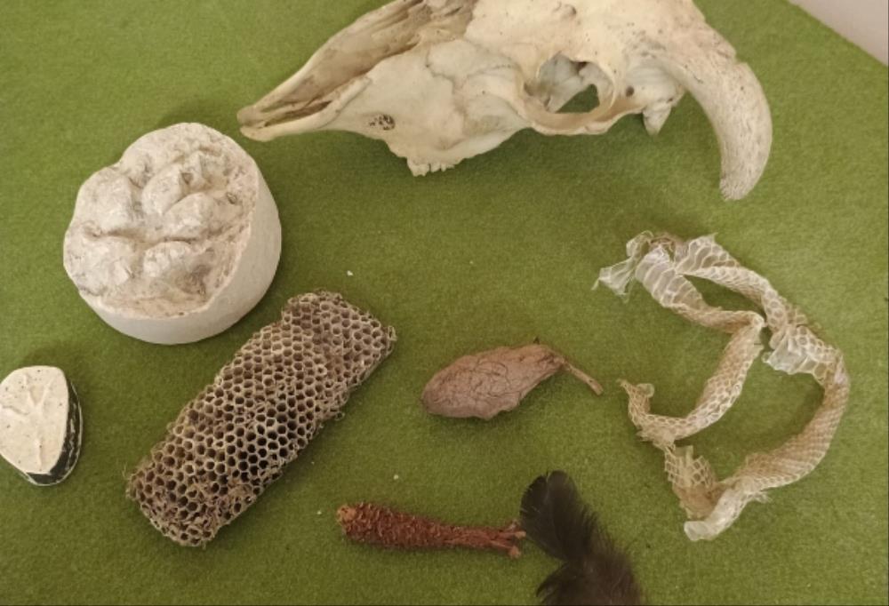 Detectius de rastres - detectius-de-rastres.jpg