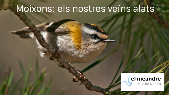 Activitats d'El Meandre - moixons.jpg