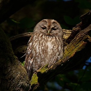 Bestioles de nit - strix_aluco_300x300woo.jpg