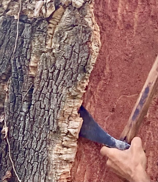 La pela del suro: un viatge de l’arbre al tap - whatsapp-image-2024-07-08-at-10.17.48-e1748341320765-606x700.jpg