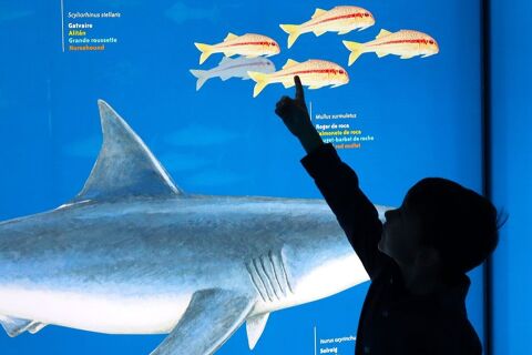 El Museu de la Pesca en família - 2024_visita_guiada_museu_familia.jpg