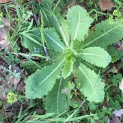 La Natura, a l’hivern - 2020-03-19_img_1716_lechuga_wt.jpg