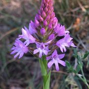 Setmana de la natura - 2020-05-28_img_2446_anacamptis_pyramidalis-scaled.jpg