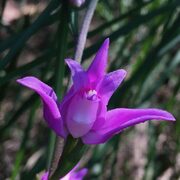 Setmana de la natura