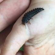 Biofília - 2020-07_01_img_3019_larva_escarabajo_porid_web-bfd3a.jpg