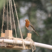 La Natura, a l’hivern - 2021-02-06_img_8749_petirrojo_menjadora.jpg