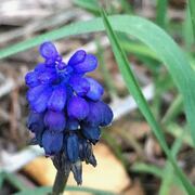 Ruta sensorial pel Pasteral