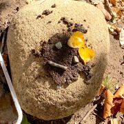 Petits artistes: land-art familia