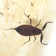 Petits naturalistes: bestioles sota l’aigua