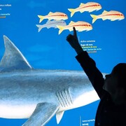 El Museu de la Pesca en família