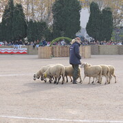 Fira de Sant Andreu - 231126_firastandreu_concursgossosd-atura_xmt--6-.JPG
