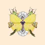 Taller d'il·lustració científica: Els insectes