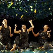 Sotabosc, la vida sota els arbres