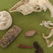 Detectius de rastres