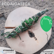 Ecojugateca: les plantes aromàtiques