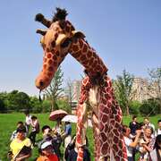 Inflables i girafes a la FM de Sant Julià de Ramis