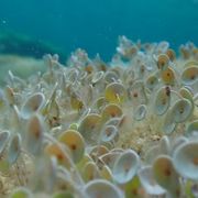 Snorkel Botànic  - snorkel-bota--nic-3.jpg
