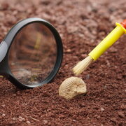 A la cacera dels fòssils! 