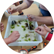 Taller de Biologia Marina - taller_bio_qui_viu-8aa7b_i124_i145.png