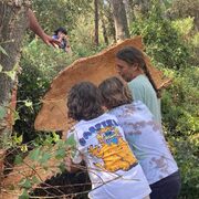 La pela del suro: un viatge de l’arbre al tap